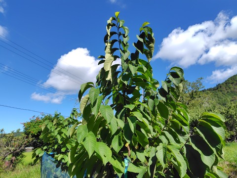250720090522871