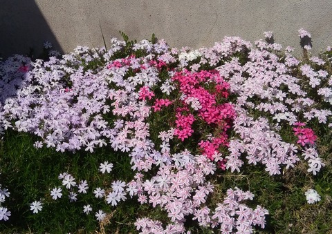 P_20220412_125954_1_1