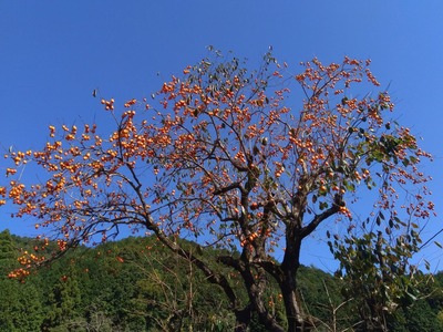 P_20201025_102604