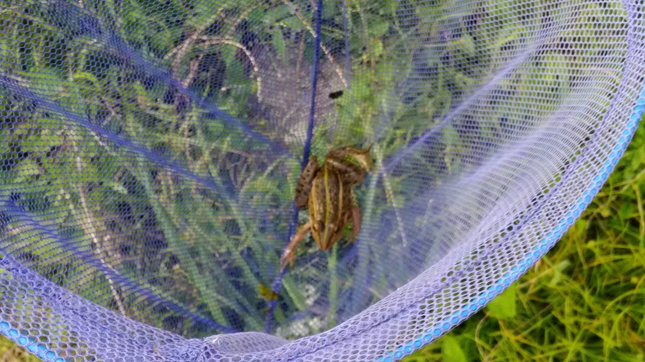 カエル は メダカ を食べる 京都 山里に暮らす