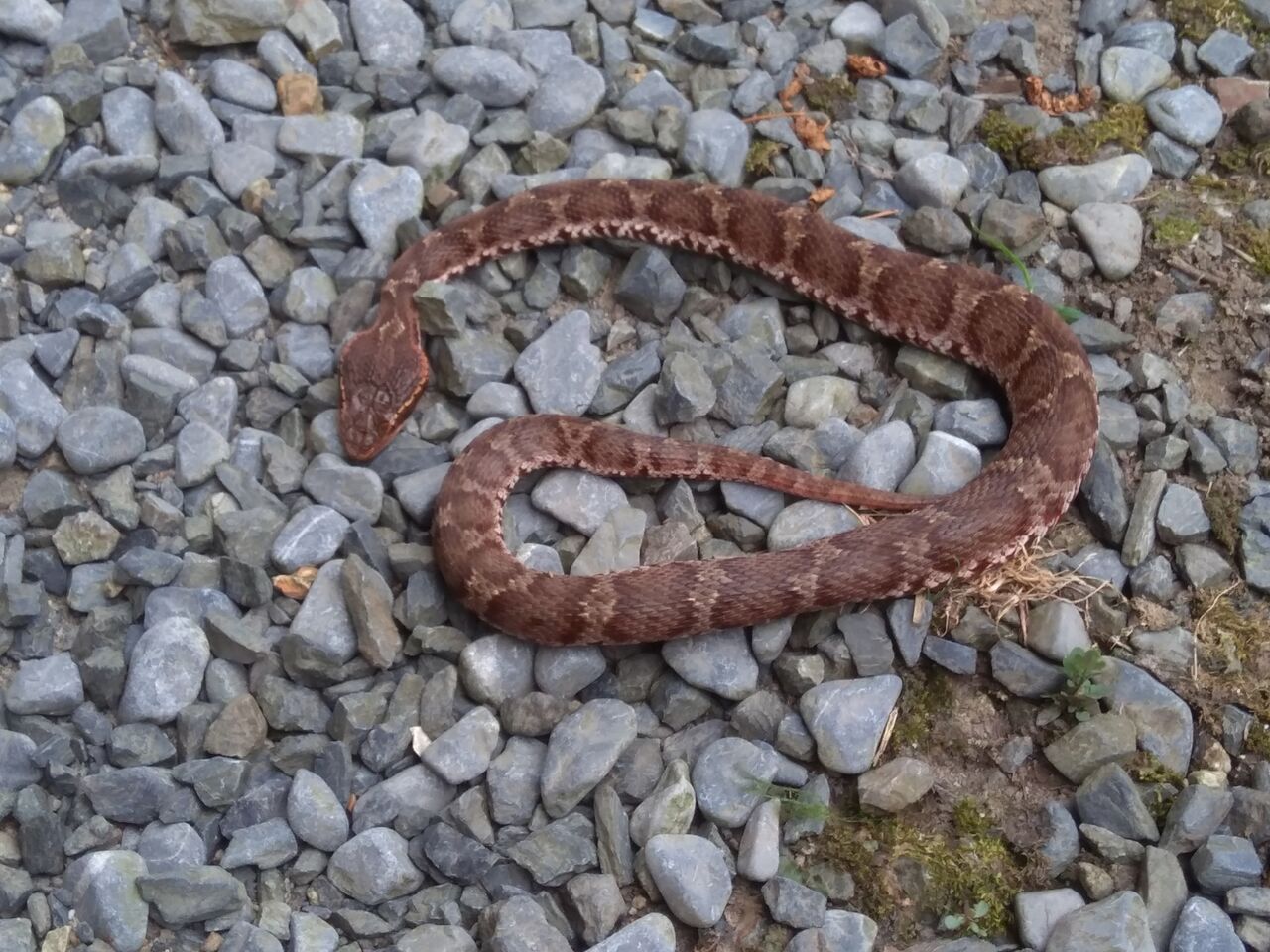 またしても マムシ を殺生しました 京都 山里に暮らす