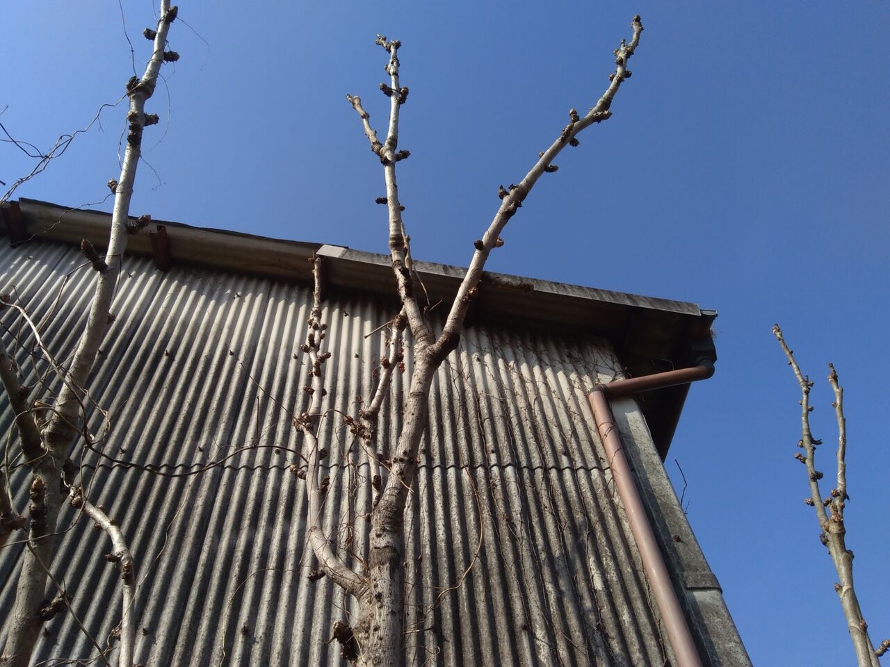 タラの芽のふかし栽培 京都 山里に暮らす