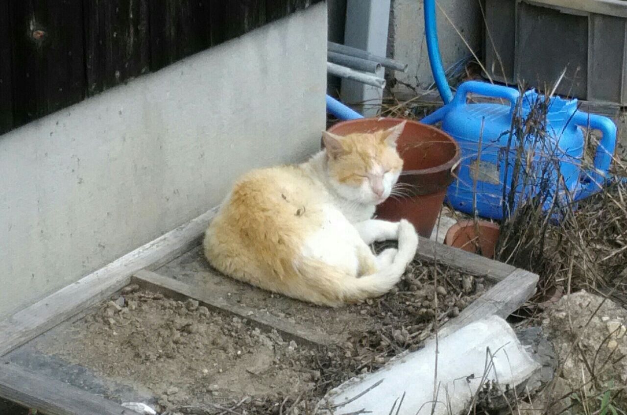 猫はマムシの天敵 噛まれても大丈夫 京都 山里に暮らす