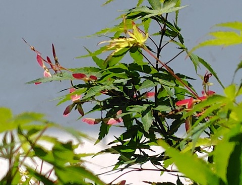 260515124459951~2
