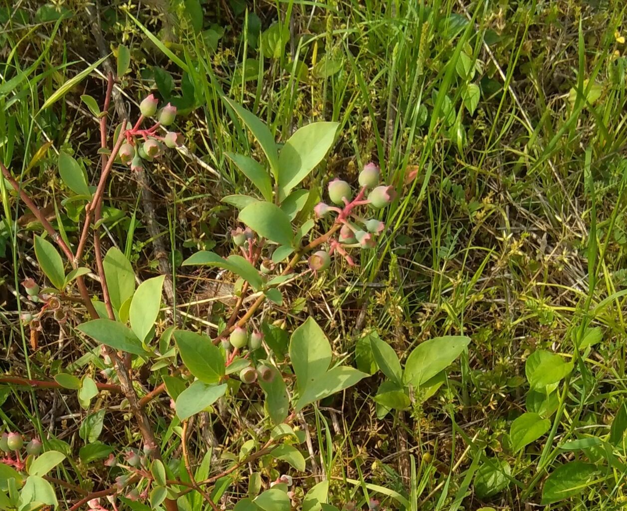 100均で トイレのラバーカップ スッポン を衝動買い 京都 山里に暮らす