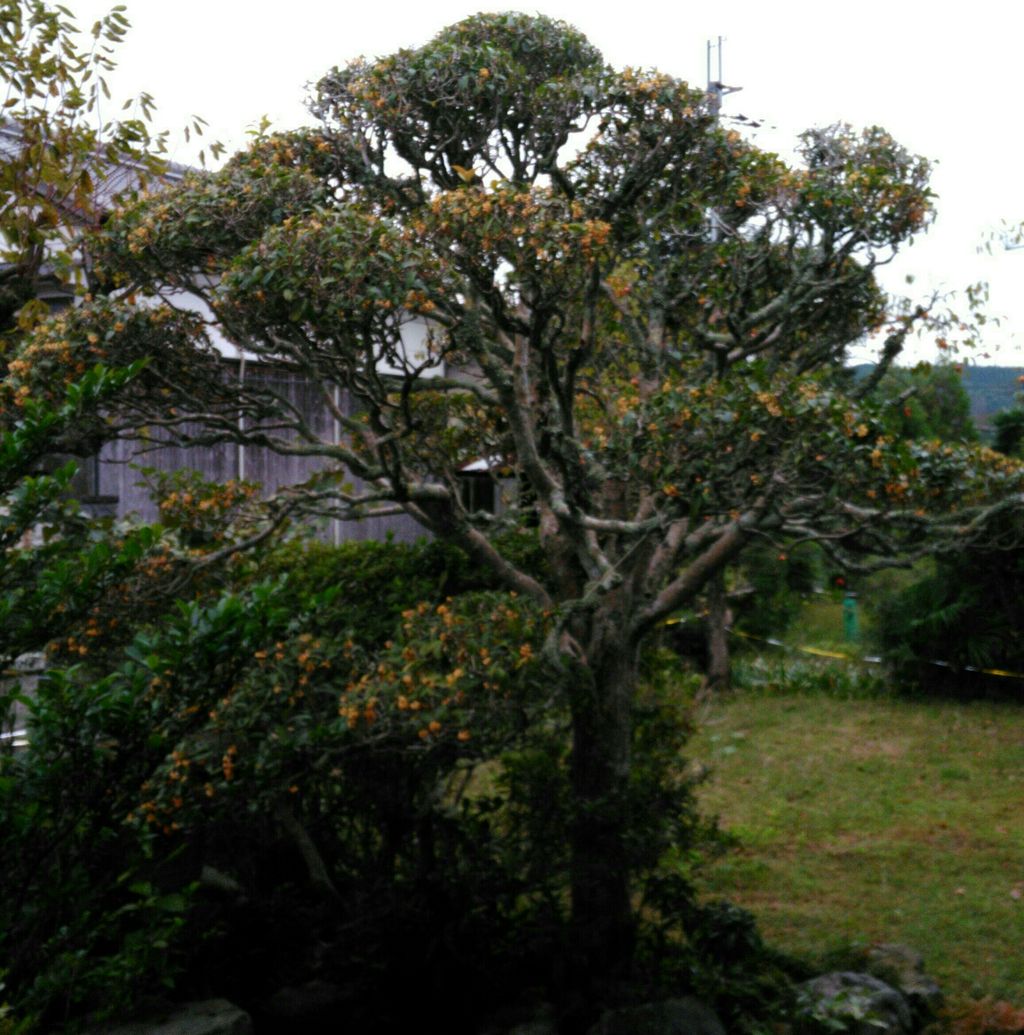 フィンガーライムの栽培 近況です 京都 山里に暮らす
