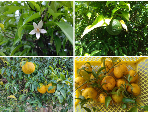 Screenshot_20241222-075834~2