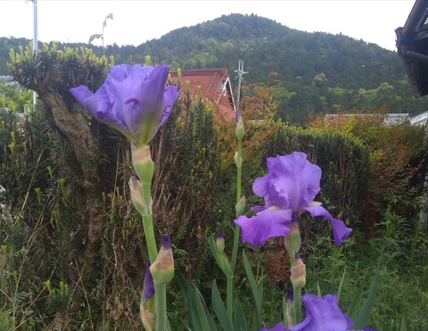 P_20220426_070821_1_1