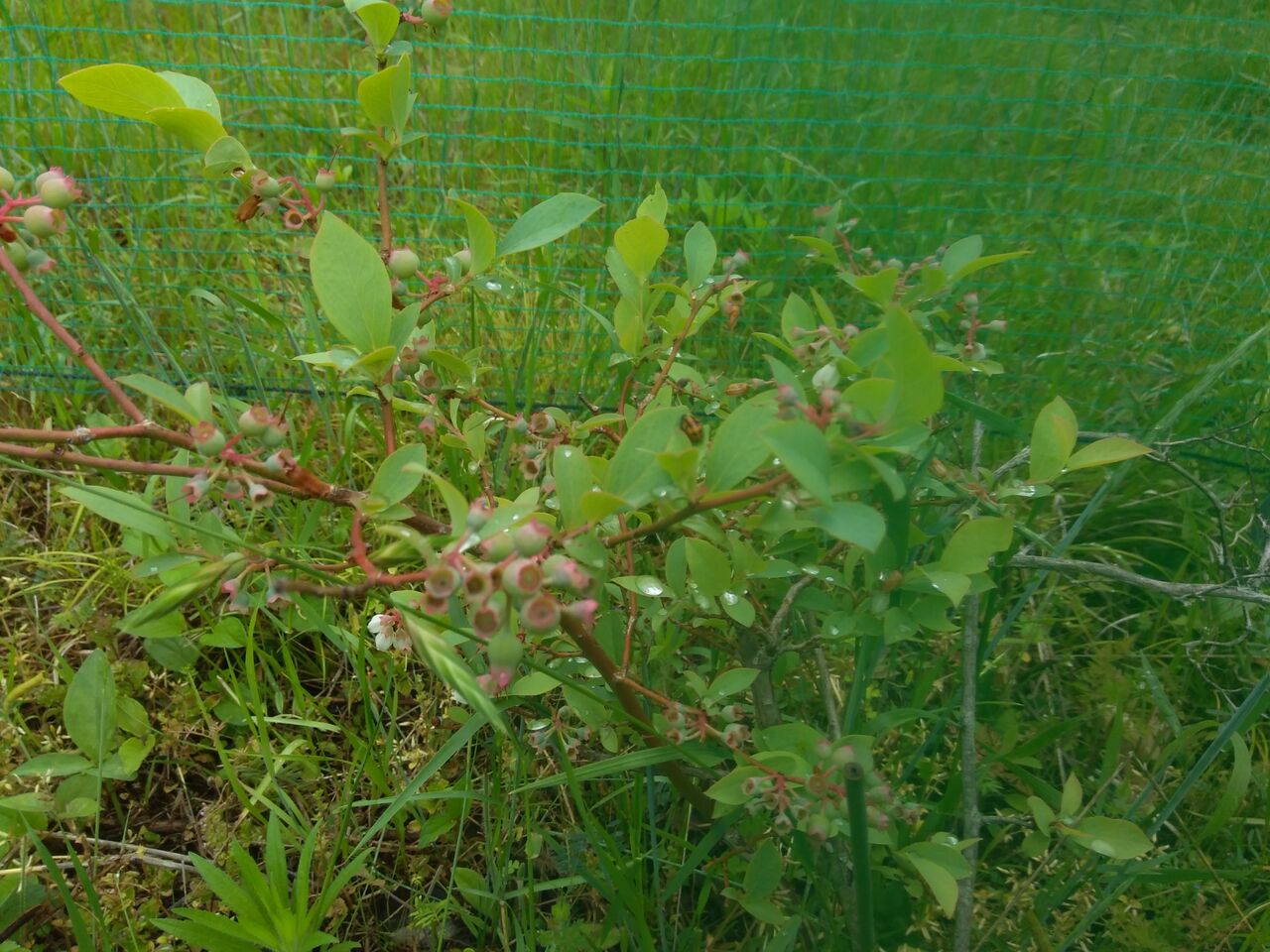 100均で トイレのラバーカップ スッポン を衝動買い 京都 山里に暮らす