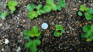 P_20190611_115502-1040x585