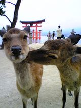 鹿