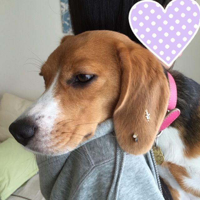 ピアスと犬 ビーグル犬レモンとの気ままな日々 ピアスと犬 ビーグル犬レモンとの気ままな日々