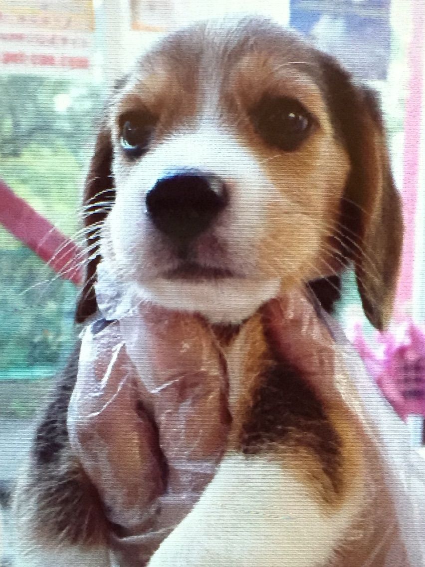 初めての出会い ビーグル犬レモンとの気ままな日々 初めての出会い ビーグル犬レモンとの気ままな日々