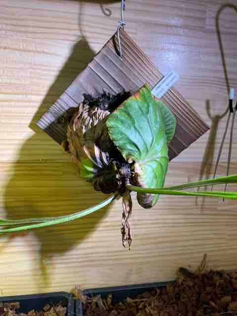 ビカクシダ リドレイ の植え替え フチゾリのライチとマルギナータワンダーランド