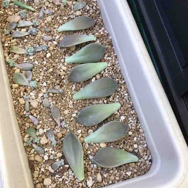 ふやそうグラパラリーフ フチゾリのライチとマルギナータワンダーランド