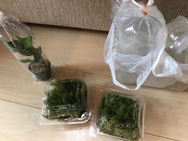 お迎えあり アクアリウムバス２０１７夏 フチゾリのライチとマルギナータワンダーランド