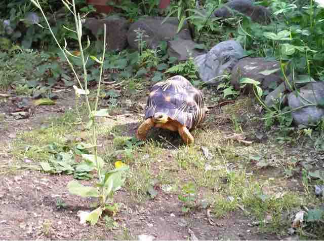 初めてのリクガメの選び方 種類編 ホウシャガメ フチゾリのライチとマルギナータワンダーランド