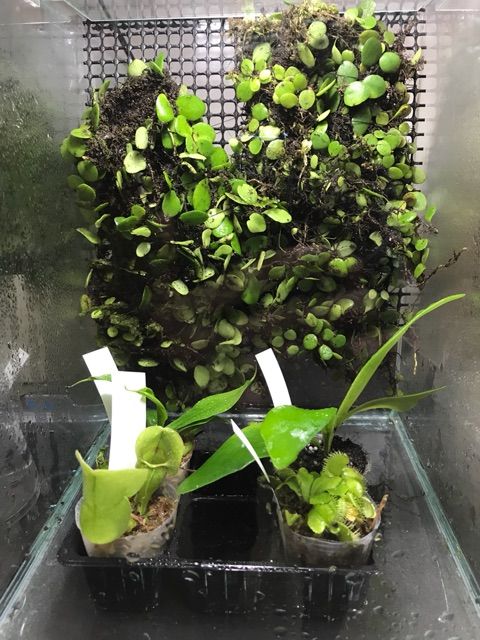 マメヅタの苔玉づくり フチゾリのライチとマルギナータワンダーランド