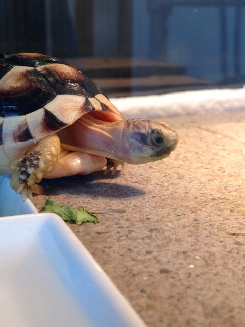 飼育環境紹介 床編 リクガメ飼育におけるヤシガラ床材のメリット フチゾリのライチとマルギナータワンダーランド