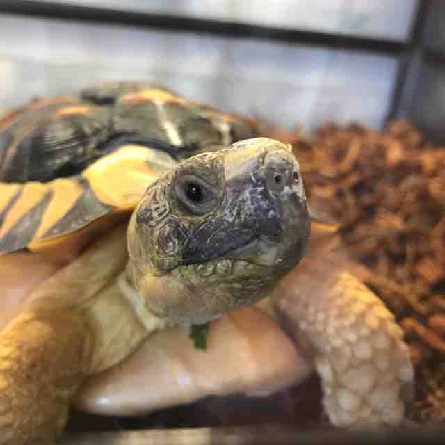 お花を摘みに といういう隠語はカメ飼いには通じない フチゾリのライチとマルギナータワンダーランド