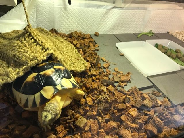 床の素材 レイアウト変更 床材交換 フチゾリのライチとマルギナータワンダーランド