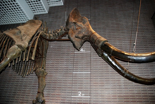 茨城県自然博物館 大利根運動公園付近 柴田クラスの同窓会ページ