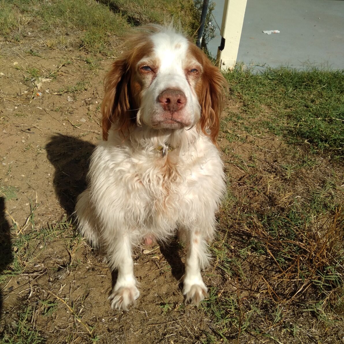 お犬様たちの気持ち お犬様たちの気持ち Tomo S Dog Thoughts お犬様たちの気持ち お犬様たちの気持ち Tomo S Dog Thoughts