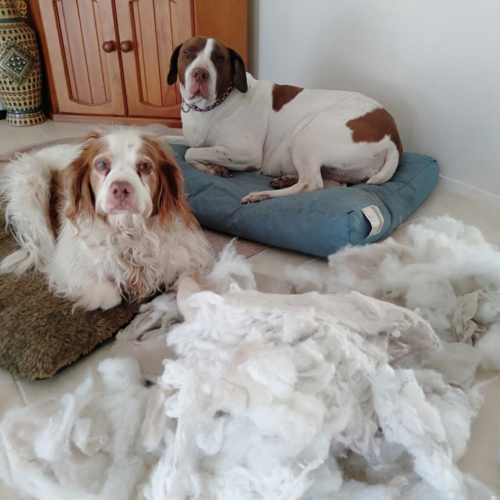 お犬様たちの気持ち お犬様たちの気持ち Tomo S Dog Thoughts お犬様たちの気持ち お犬様たちの気持ち Tomo S Dog Thoughts