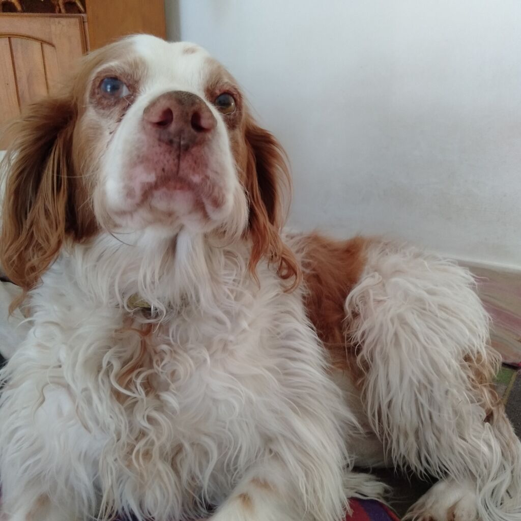 お犬様たちの気持ち お犬様たちの気持ち Tomo S Dog Thoughts お犬様たちの気持ち お犬様たちの気持ち Tomo S Dog Thoughts
