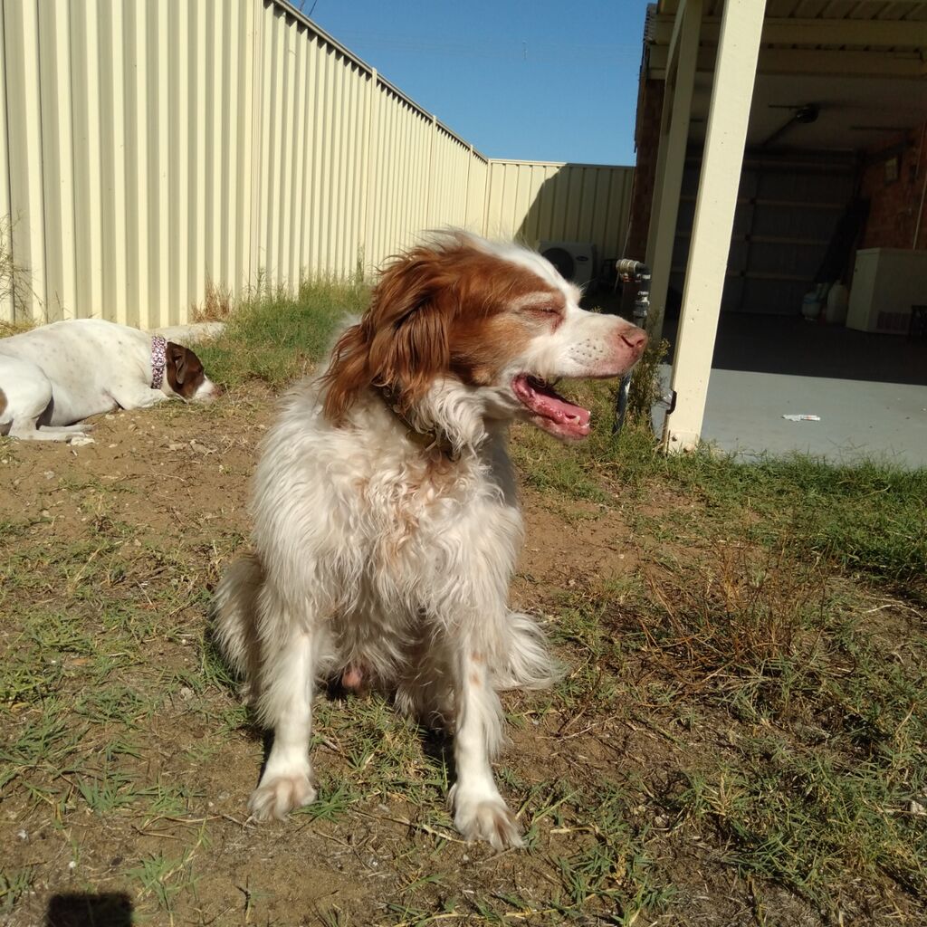 お犬様たちの気持ち お犬様たちの気持ち Tomo S Dog Thoughts お犬様たちの気持ち お犬様たちの気持ち Tomo S Dog Thoughts