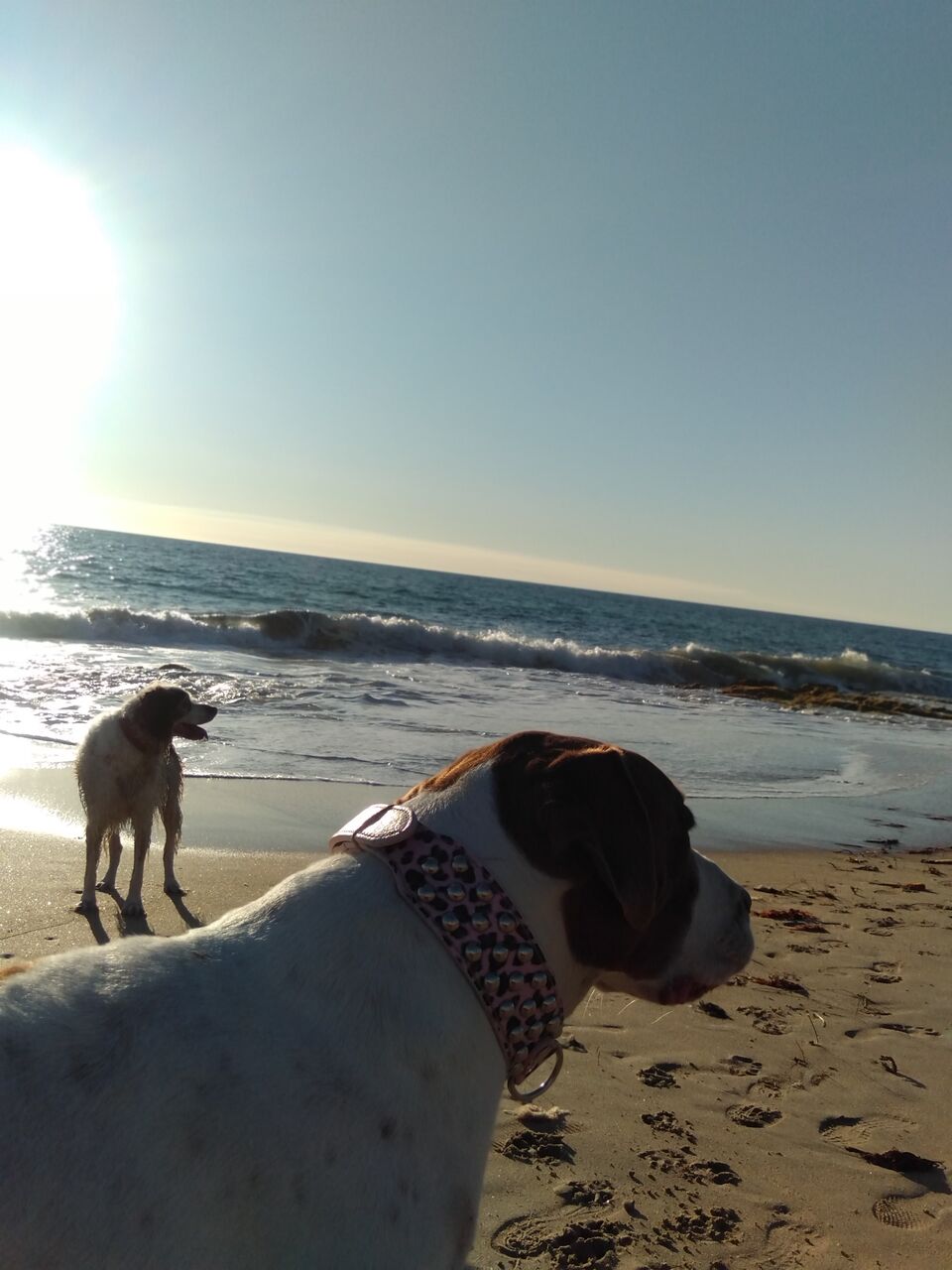 お犬様たちの気持ち お犬様たちの気持ち Tomo S Dog Thoughts お犬様たちの気持ち お犬様たちの気持ち Tomo S Dog Thoughts