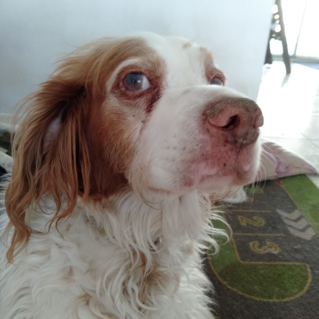お犬様たちの気持ち お犬様たちの気持ち Tomo S Dog Thoughts お犬様たちの気持ち お犬様たちの気持ち Tomo S Dog Thoughts