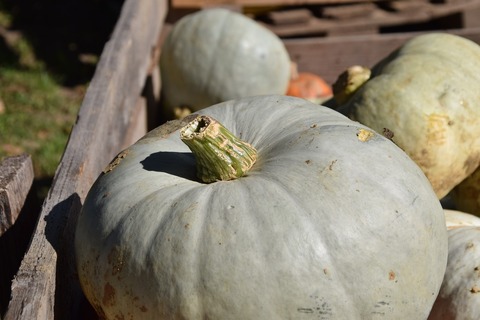 pumpkin-1713208_1920