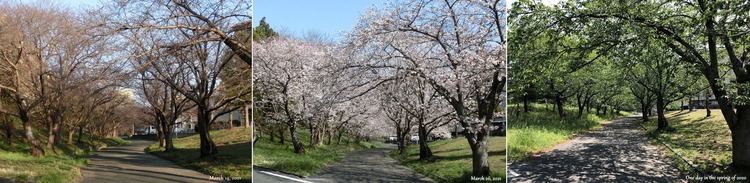 ①■ 桜並木 初春～満開～葉桜の並木 H1000