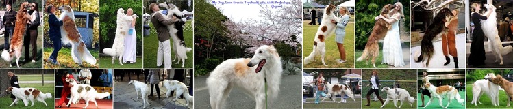 ◆Borzoi - Huge but beautiful dogs 01