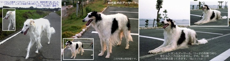 ●①-３歳のころ　散歩・・・リードなし・・・ではありませんよ。