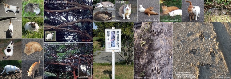 ●⑧猫ちゃんとキツネ親子 2021.9.28 W3144 H1080 矢印&コメント