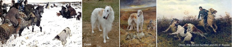 ①Borzoi Leon  H450