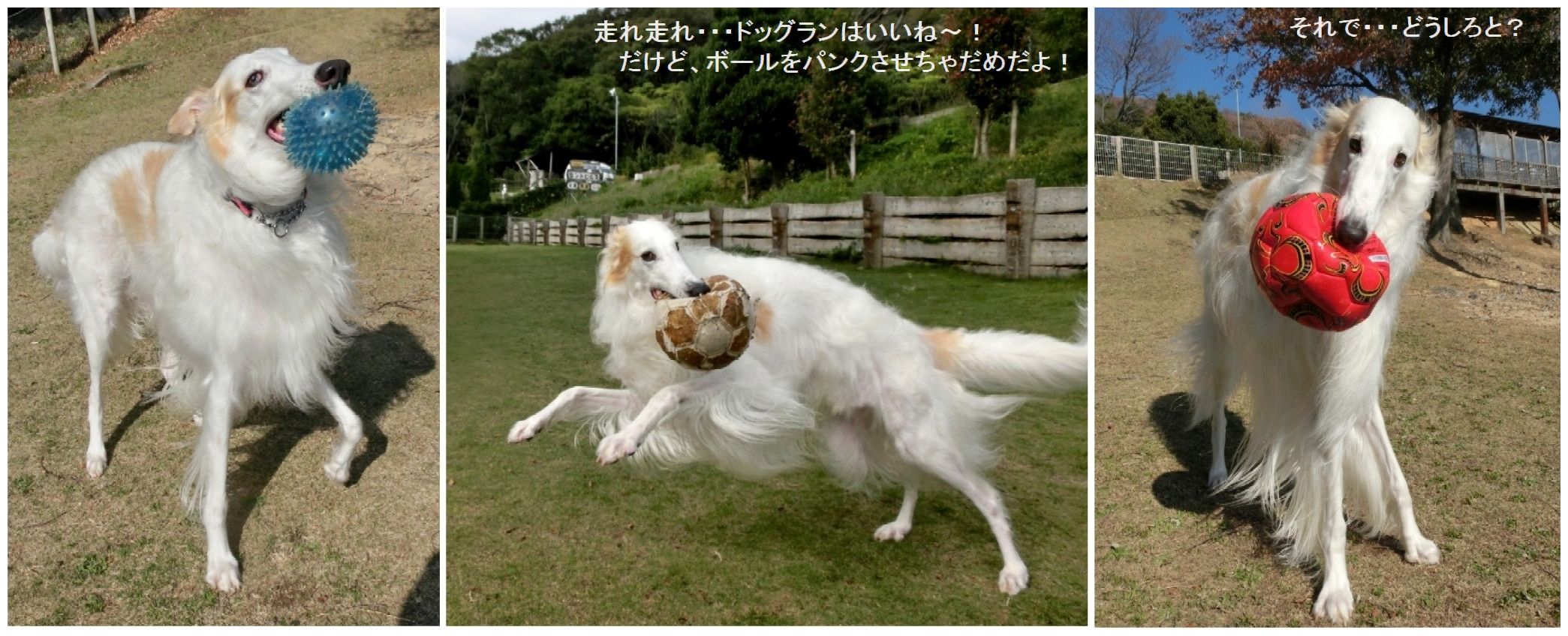 音楽鑑賞 お気に入りの楽曲をジャンル分け ジャンルを超える名曲を映画音楽に見た 飛んでる音好き爺 オーディオ 映画 音楽 愛犬 音楽鑑賞 お気に入りの楽曲をジャンル分け ジャンルを超える名曲を映画音楽に見た 飛んでる音好き爺 オーディオ 映画 音楽 愛犬