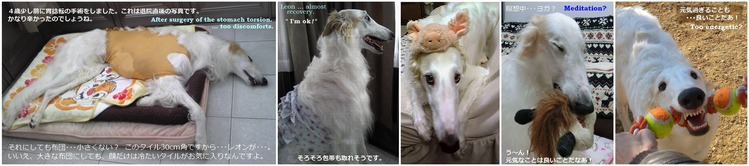5 ~元気になってよかったね for NET