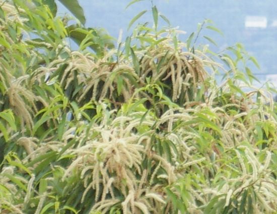 栗の花の匂い 吉野若旦那会のblog