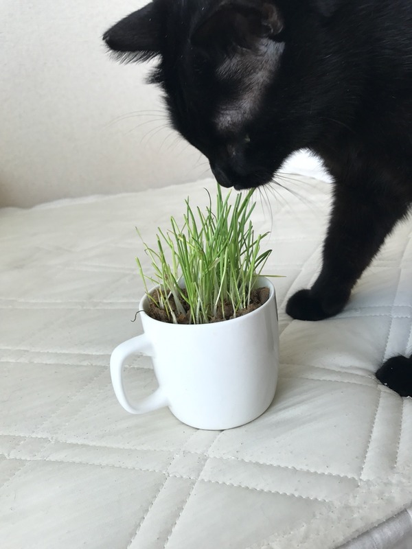 猫草