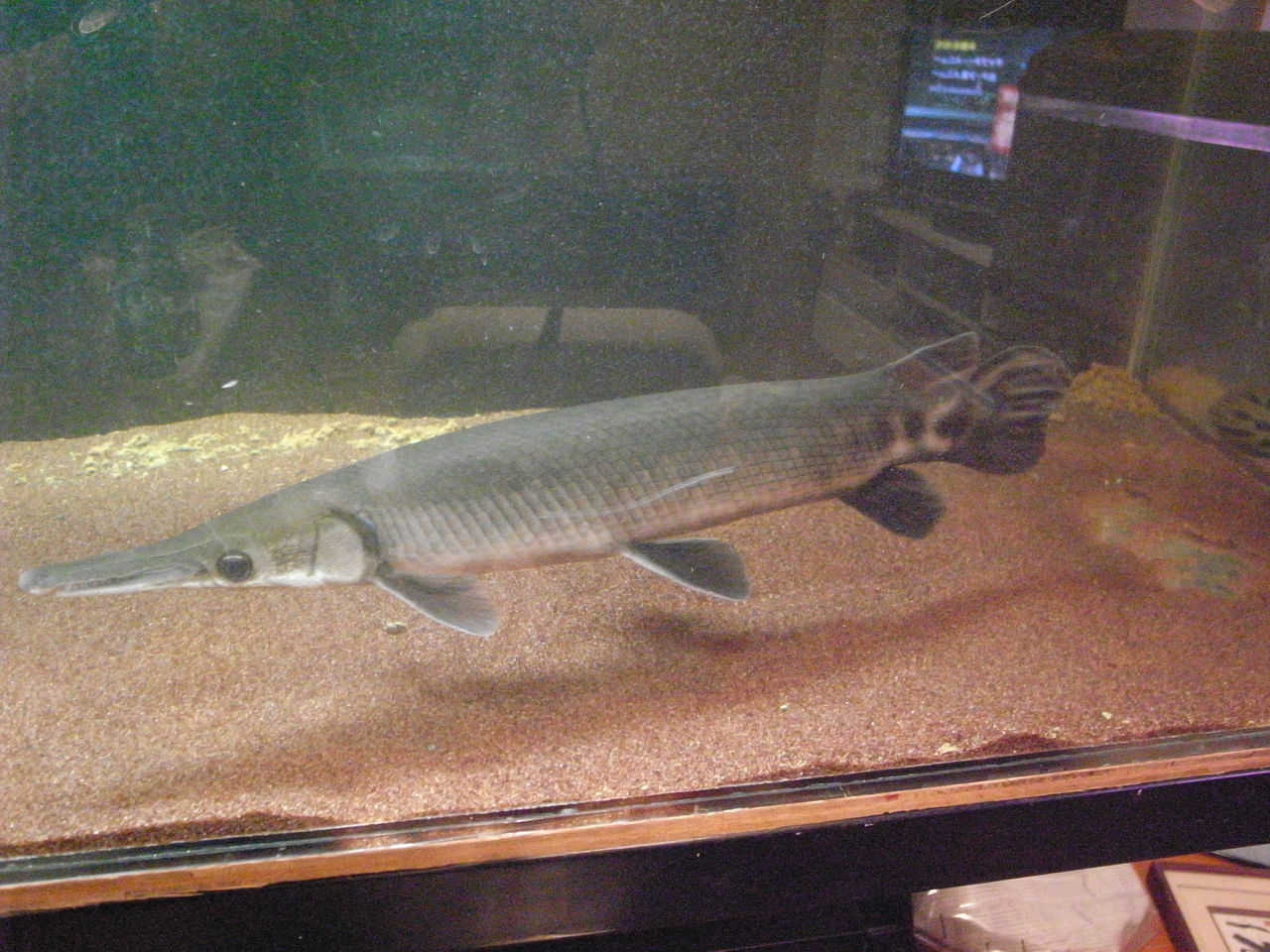 魚に囲まれて生きていく ケイの日記 ガーパイクに傾いてます 鑑賞魚