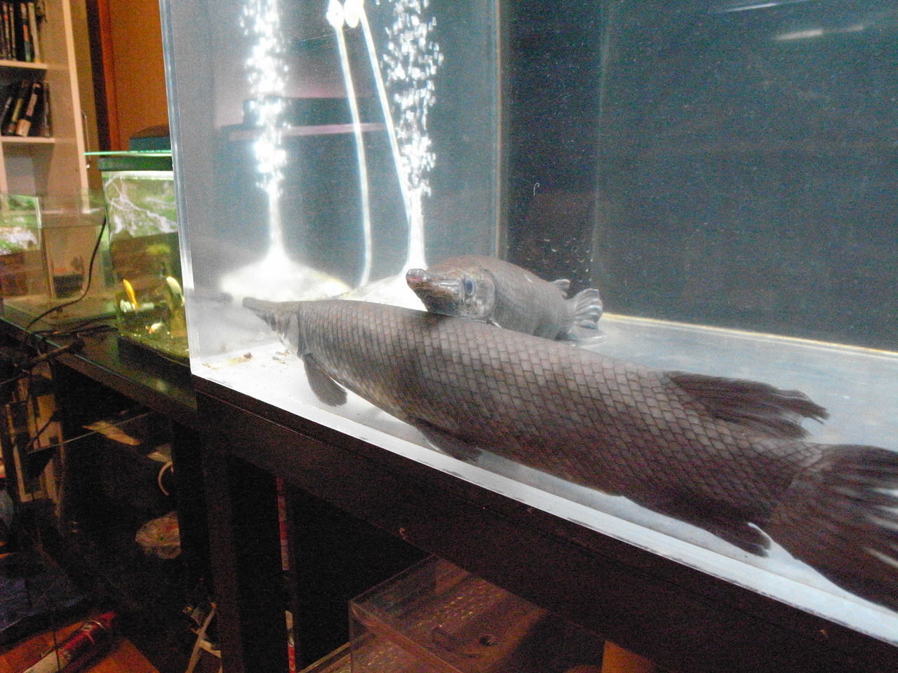 魚に囲まれて生きていく ケイの日記 ガーパイクに傾いてます 魚に囲まれて生きていく ケイの日記 ガーパイクに傾いてます