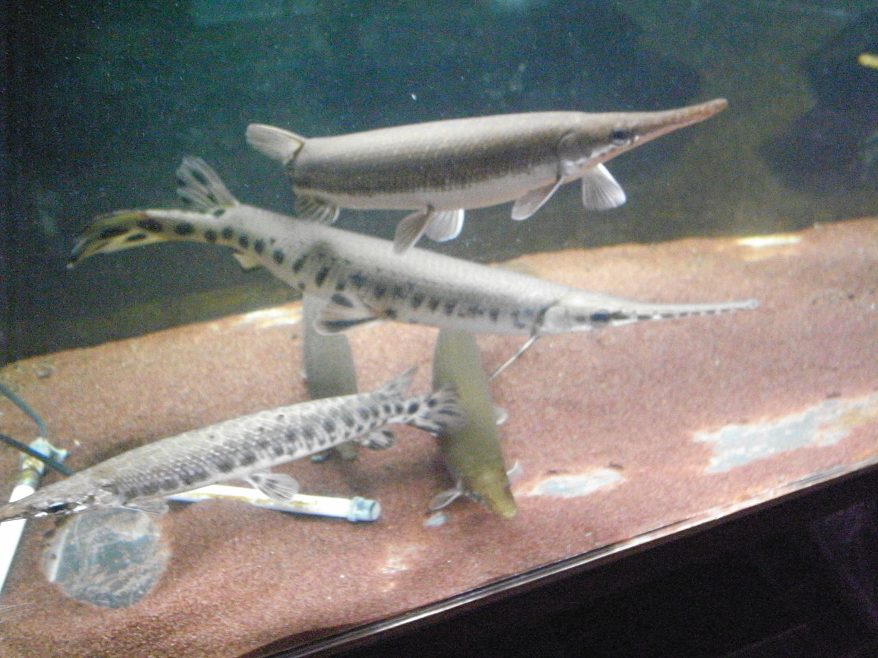 久々にl属も やっぱりガーパイク三昧な毎日 魚に囲まれて生きていく ケイの日記 ガーパイクに傾いてます 久々にl属も やっぱりガーパイク三昧な毎日 魚に囲まれて生きていく ケイの日記 ガーパイクに傾いてます