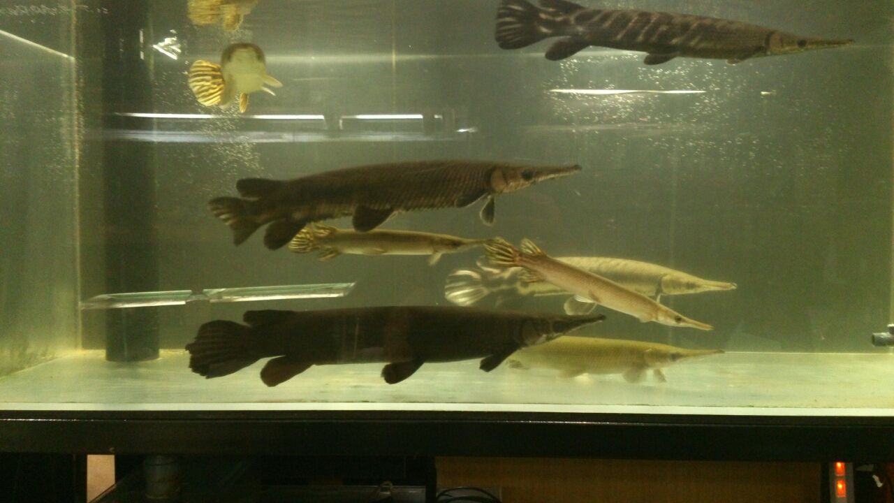 A属水槽 魚に囲まれて生きていく ケイの日記 ガーパイクに傾いてます A属水槽 魚に囲まれて生きていく ケイの日記 ガーパイクに傾いてます