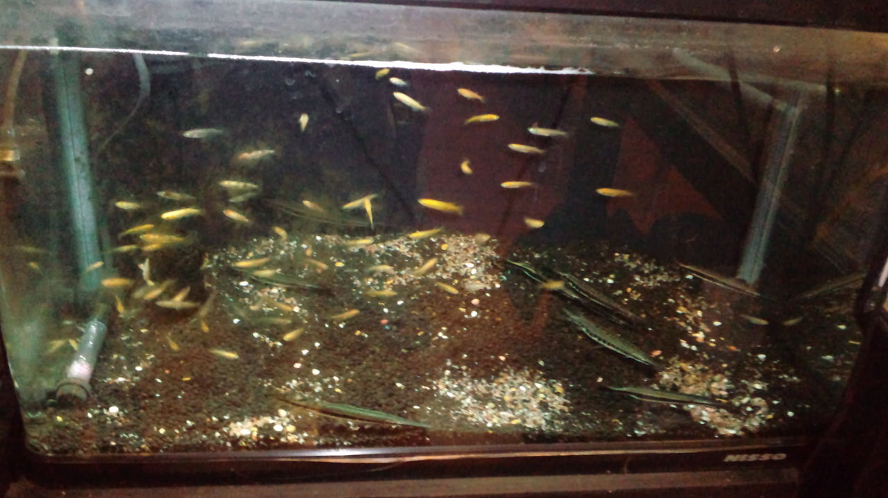 やっぱり餌は生き餌がいいな 魚に囲まれて生きていく ケイの日記 ガーパイクに傾いてます やっぱり餌は生き餌がいいな 魚に囲まれて生きていく ケイの日記 ガーパイクに傾いてます