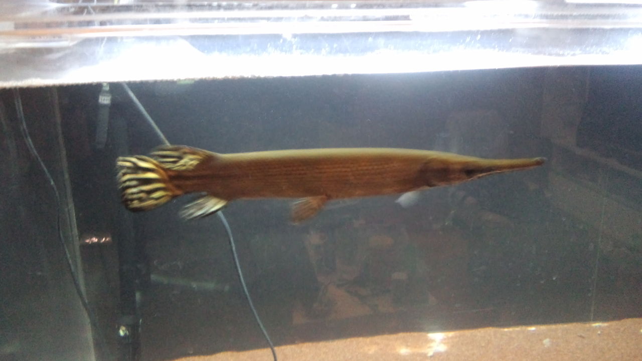 魚に囲まれて生きていく ケイの日記 ガーパイクに傾いてます 鑑賞魚