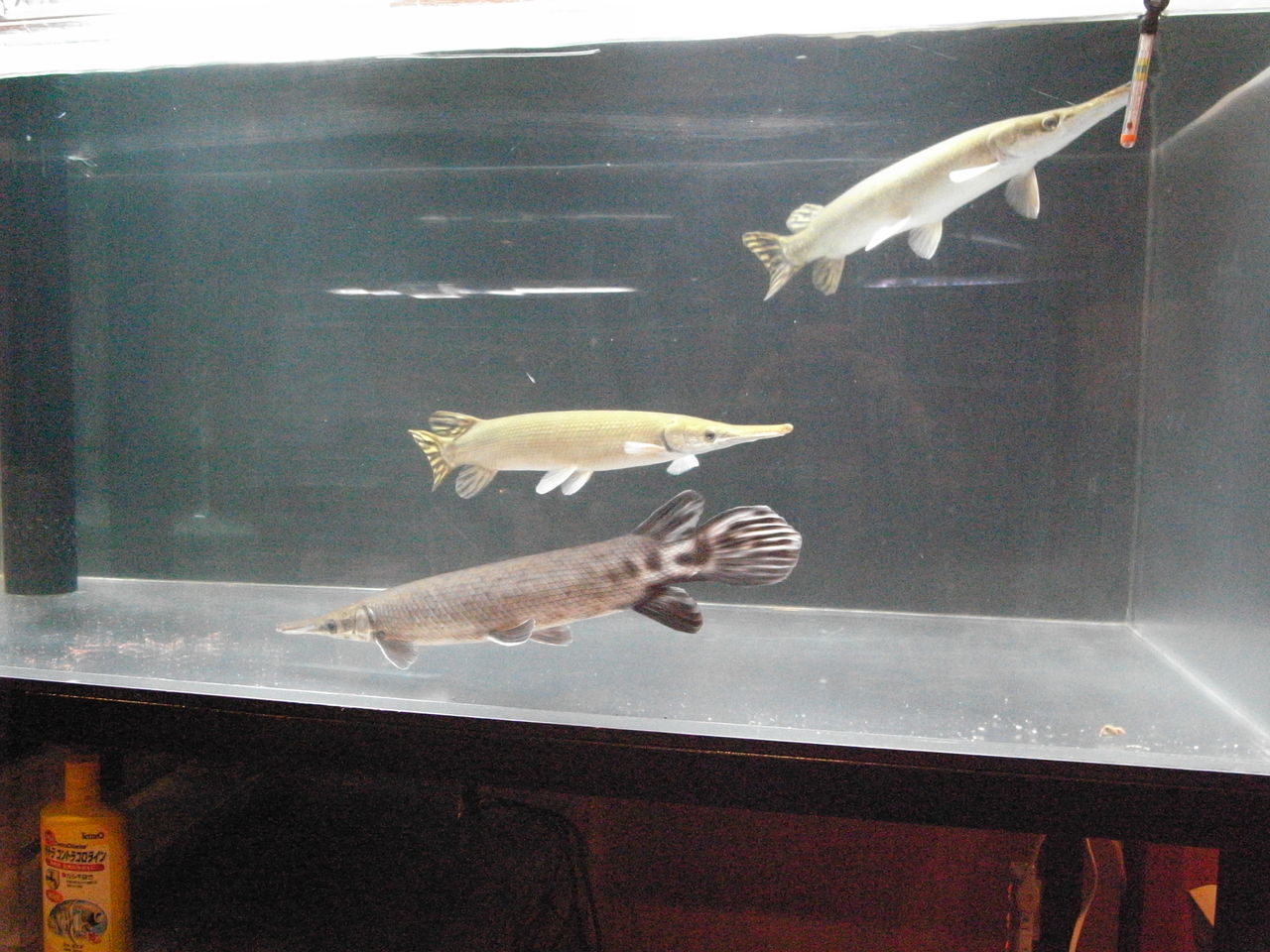 魚に囲まれて生きていく ケイの日記 ガーパイクに傾いてます