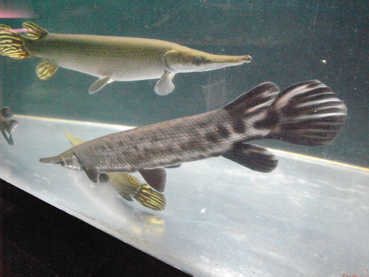 魚に囲まれて生きていく ケイの日記 ガーパイクに傾いてます 魚に囲まれて生きていく ケイの日記 ガーパイクに傾いてます